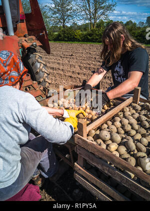 Nonna e nipote di piantare patate con un trattore sul campo in e inizio giornata di primavera con il sole che splende su di essi Foto Stock