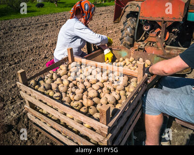 Nonna e nipote di piantare patate con un trattore sul campo in e inizio giornata di primavera con il sole che splende su di essi Foto Stock