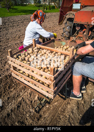 Nonna e nipote di piantare patate con un trattore sul campo in e inizio giornata di primavera con il sole che splende su di essi Foto Stock