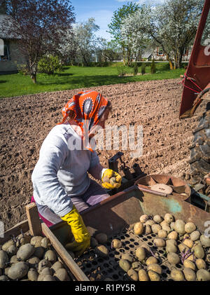 Nonna e nipote di piantare patate con un trattore sul campo in e inizio giornata di primavera con il sole che splende su di essi Foto Stock