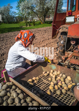 Nonna e nipote di piantare patate con un trattore sul campo in e inizio giornata di primavera con il sole che splende su di essi Foto Stock