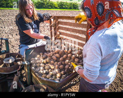 Nonna e nipote di piantare patate con un trattore sul campo in e inizio giornata di primavera con il sole che splende su di essi Foto Stock