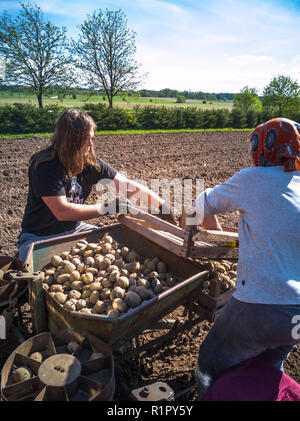 Nonna e nipote di piantare patate con un trattore sul campo in e inizio giornata di primavera con il sole che splende su di essi Foto Stock