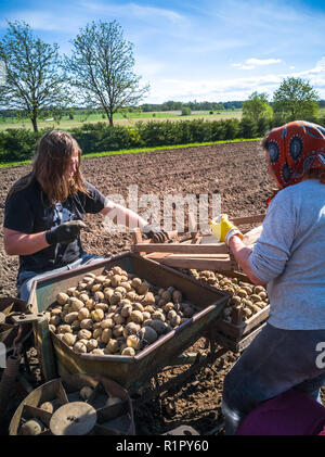 Nonna e nipote di piantare patate con un trattore sul campo in e inizio giornata di primavera con il sole che splende su di essi Foto Stock