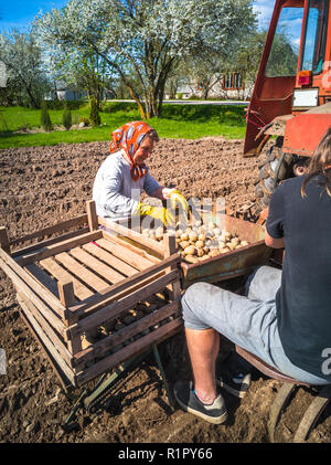 Nonna e nipote di piantare patate con un trattore sul campo in e inizio giornata di primavera con il sole che splende su di essi Foto Stock