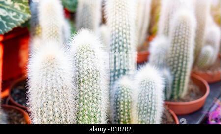 Splendida fioritura wild desert cactus fiore. Verde pianta di cactus nel recipiente in plastica. Palla dorata Cactus. Selettiva di messa a fuoco. Foto Stock