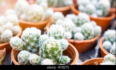 Cactus in vasi / Bella di vario tipo mini piccolo cactus piantate in vasi di piccole dimensioni nel vivaio cactus farm agricoltura serra giardino Foto Stock