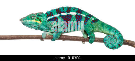 Panther Chameleon Nosy Be, Furcifer pardalis, di fronte a uno sfondo bianco Foto Stock