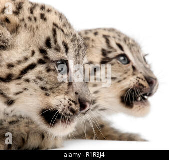 I leopardi delle nevi, Uncia uncia o Panthera uncial, 2 mesi di età, di fronte a uno sfondo bianco Foto Stock