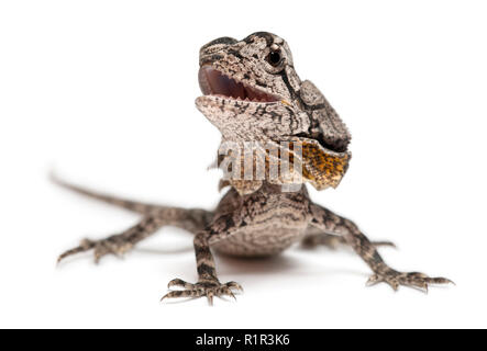 Balza di colli di lucertola conosciuta anche come la lucertola frilled, Chlamydosaurus kingii, di fronte a uno sfondo bianco Foto Stock