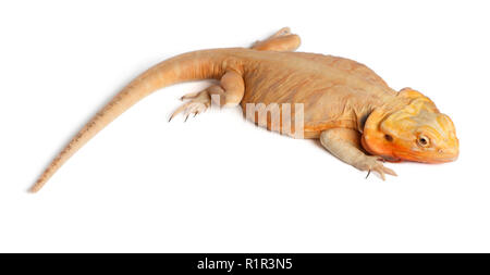 Centrale di drago barbuto, Pogona vitticeps, di fronte a uno sfondo bianco Foto Stock