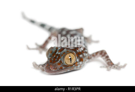 Vino di Tokay Gecko Gekko gecko, ritratto contro uno sfondo bianco Foto Stock