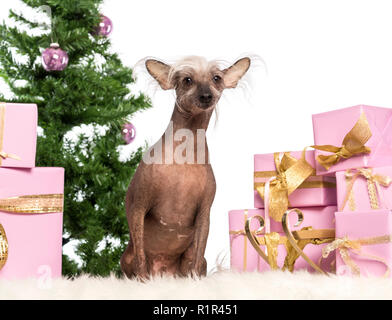 Chinese Crested Dog sitter di fronte le decorazioni di Natale contro uno sfondo bianco Foto Stock