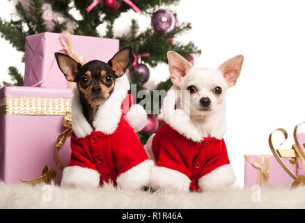 Chihuahua seduto e indossa una tuta di Natale nella parte anteriore delle decorazioni di Natale contro uno sfondo bianco Foto Stock