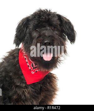 Close up di un Bouvier des Flandres, ansimando, con leggere bandana , isolato su bianco Foto Stock