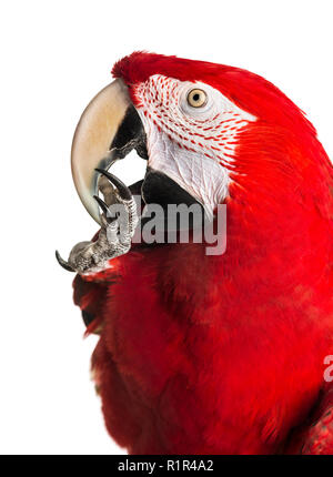 Close-up di un rosso-verde macaw la pulizia stessa, isolata su bianco Foto Stock