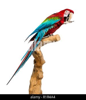 Rosso-verde macaw appollaiato su un ramo e la pulizia stessa, isolata su bianco Foto Stock