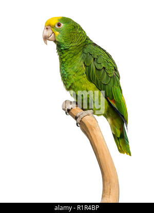 Doppio giallo-headed Amazon (6 mesi) appollaiato su un ramo, isolato su bianco Foto Stock