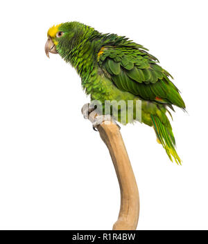 Doppio giallo-headed Amazon (6 mesi) appollaiato su un ramo, isolato su bianco Foto Stock