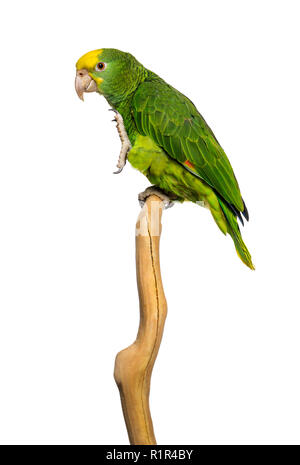 Doppio giallo-headed Amazon (6 mesi) appollaiato su un ramo, isolato su bianco Foto Stock