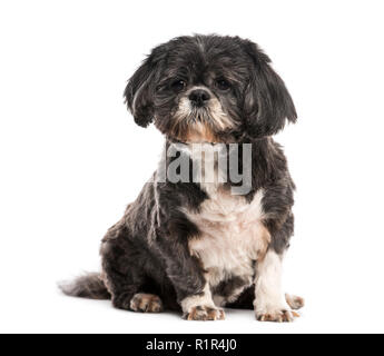 Shih Tzu (10 anni). Foto Stock