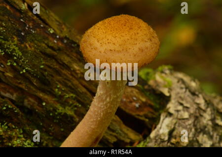 I funghi sul tronco di un vecchio caduto in betulla la luce del sole di mattina Foto Stock