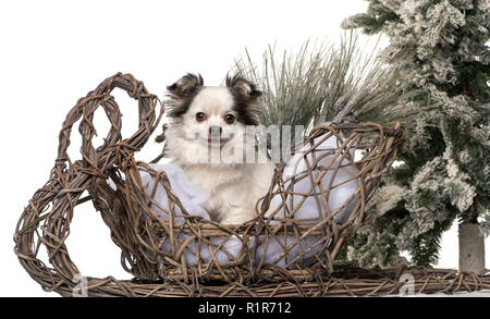 Chihuahua di fronte a un paesaggio di Natale Foto Stock
