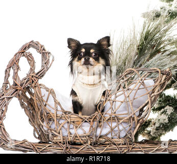 Chihuahua di fronte a un paesaggio di Natale Foto Stock