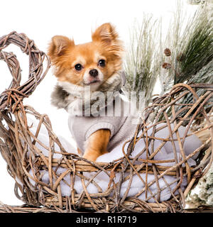 Chihuahua di fronte a un paesaggio di Natale Foto Stock