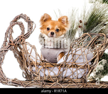 Chihuahua di fronte a un paesaggio di Natale Foto Stock