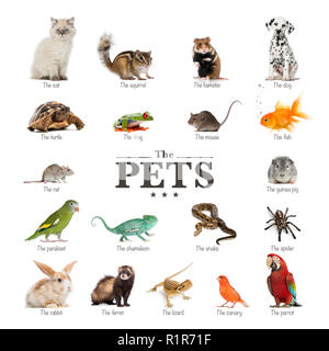 Poster di animali domestici in inglese Foto Stock