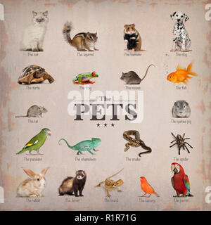 Poster di animali domestici in inglese Foto Stock