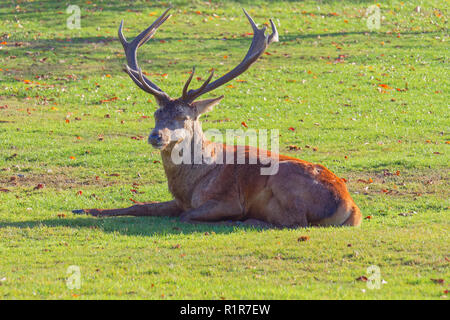 Close up di un cervo rosso cervo che stabilisce, avviso nel sole autunnale Foto Stock