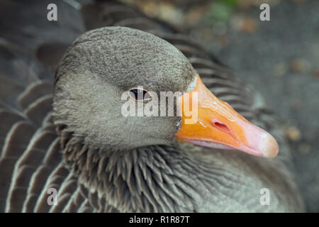 Graylag Goose (Anser anser). Vista di testa e bill dal di sopra. Close up. Foto Stock