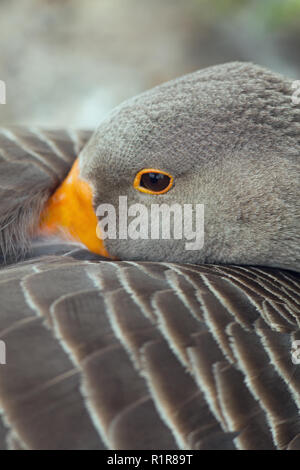 Graylag Goose (Anser anser). In prossimità della testa rivolta all'indietro, con fattura inserita tra le ali, fornendo bird l'opportunità di respirare già Foto Stock