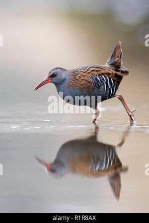 Water Rail (Rallus aquaticus) UK Foto Stock