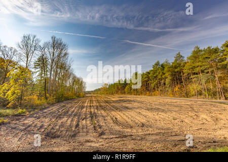 Tree branch with autumn leaves. Autumn background. Foto Stock