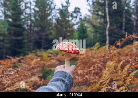 Punto di vista personale della persona presa amanita muscaria fungo Foto Stock