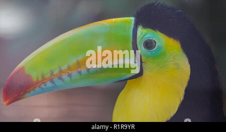 Chiglia fatturati toucan (Ramphastos sulfuratus) colorato ritratto di testa Foto Stock