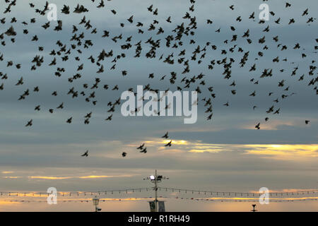 Blackpool, Lancashire, Regno Unito. Xiv Novembre, 2018 " Sicurezza in numeri"   il cielo si oscura su Blackpool di decine di migliaia di storni raccogliere oltre il molo nord. Si stima che 20.000 uccelli sono ' appollaiati in picchiata e la posizione per scegliere il posto migliore per sopravvivere al freddo vento blustery sulla costa di Fylde; descritto come l'ultimo ballo prima di andare a letto, la ragione per la piomba, torsione e fa roteare rimane in gran parte un mistero. Credito: MediaWorldImages/Alamy Live News Foto Stock