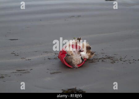 Fishguard,UK,XIV Novembre 2018,un cane in un cappotto rosso gioca e si gode la sua passeggiata sulla spiaggia sabbiosa di Fishguard, Galles. È stato un giorno blustery con il sud ovest si snoda.Credit: Keith Larby/Alamy Live News Foto Stock