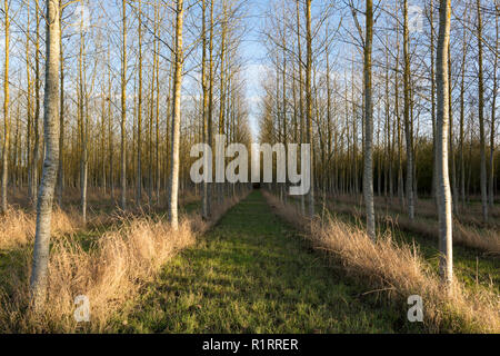 Le piantagioni di pioppi durante l'inverno nel villaggio di Smarden, Kent, Regno Unito. Foto Stock