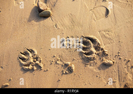 Paw stampe su un wet spiaggia sabbiosa Foto Stock