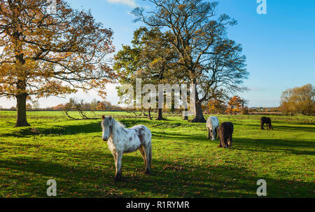 Skewbald cavalli pascolano sulle Figham apra pascolo su un luminoso autunno mattina a Beverley, Yorkshire, Regno Unito. Foto Stock