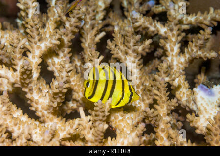 Eightband butterflyfish [Chaetodon octofasciatus] capretti con acropora corallo. Indonesia. Foto Stock