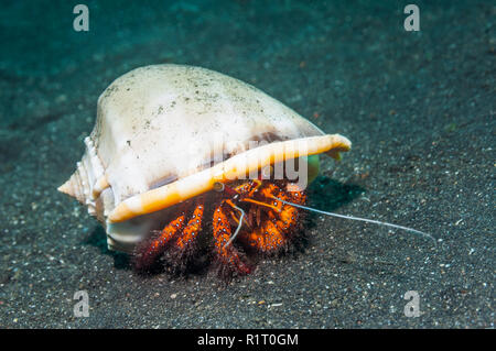 White-spotted granchio eremita [Dardano megistos] in un guscio del casco. Indonesia. Foto Stock