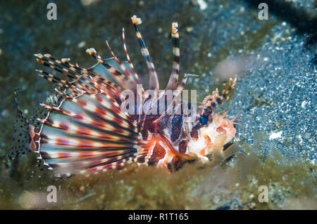 Zebra leone [Dendrochirus zebra]. Indonesia, Indo-West pacifico. Foto Stock