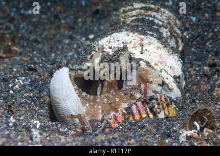 Polpo venato o noce di cocco octopus [Amphioctopus marginatus] nascondere in lattina vuota. Lembeh strait, Nord Sulawesi, Indonesia. Indo-West pacifico. Foto Stock