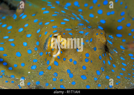 Nastro Bluespotted ray [Taeniura lymna]. Egitto, Mar Rosso. Foto Stock