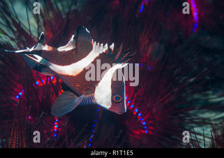 I capretti imperatore snapper [Lutjanus sebae] rifugiandosi tra le spine dei ricci di fuoco [Astropyga radiata]. Lembeh strait, Nord Sulawesi, Indonesia Foto Stock